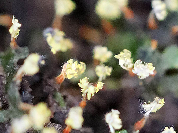 photo16粘菌キカミモジホコリ