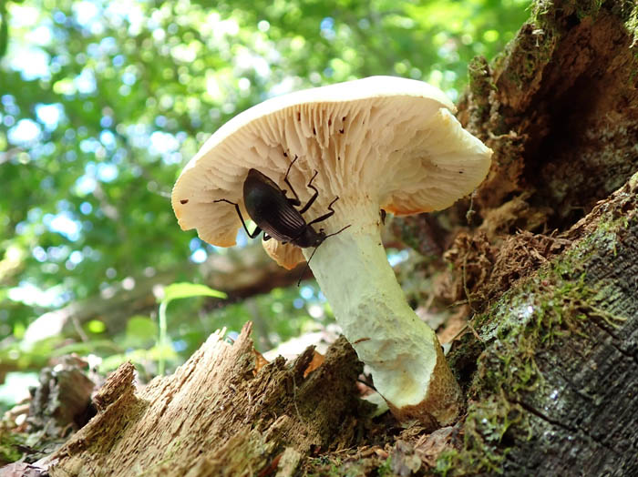 photo8キノコを食べる黒い虫