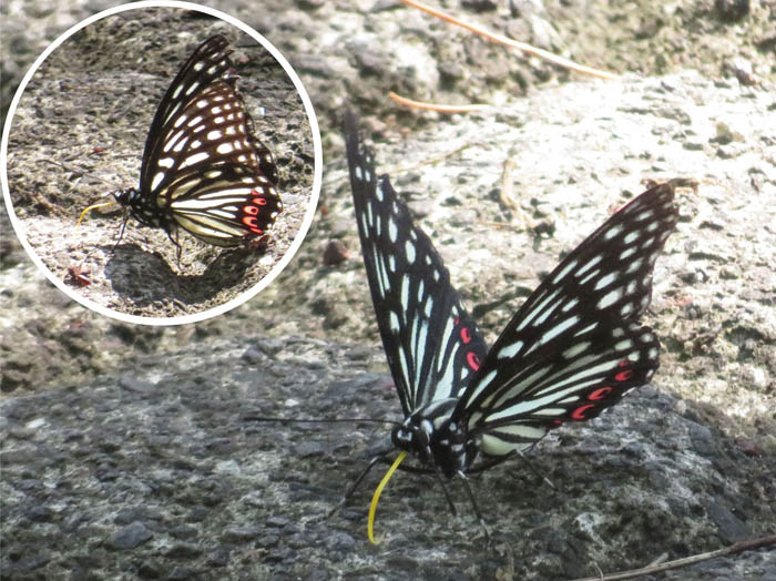 photo：アカボシゴマダラ：地附山