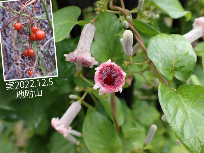 photo15ヘクソカズラ：城山