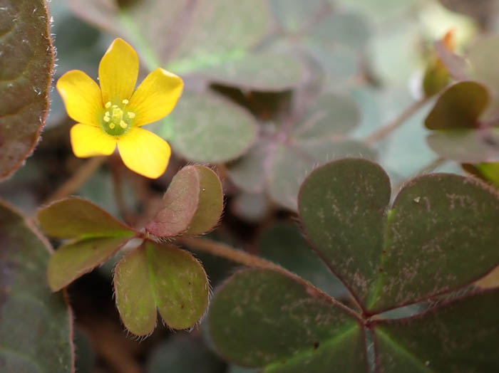 photoカタバミ