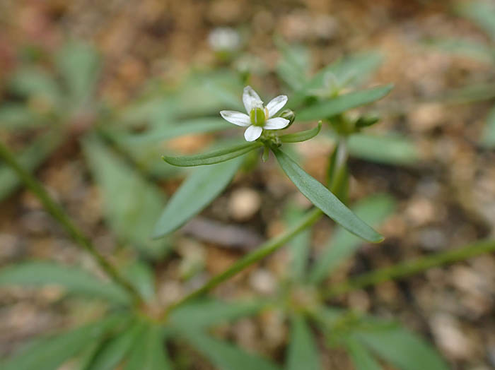 photoクルマバザクロソウ