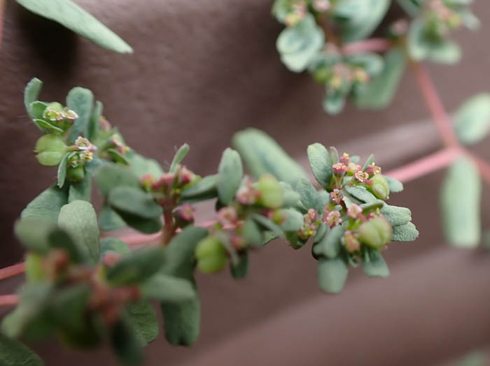 photoハイニシキソウ