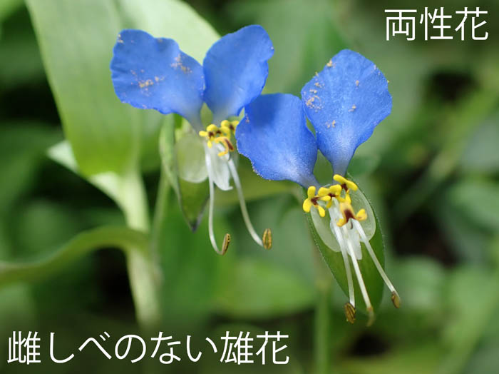 photoツユクサ２種