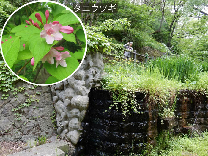 photo5タニウツギ：城山