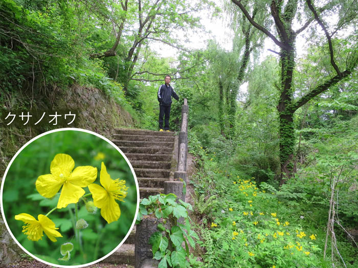 photo6クサノオウ：城山
