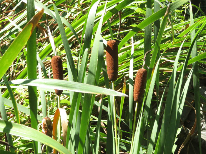 photo7ガマの穂(堀切沢)：城山