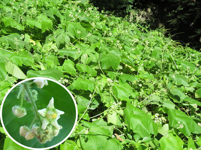 photo8堀切沢のアレチウリ：城山