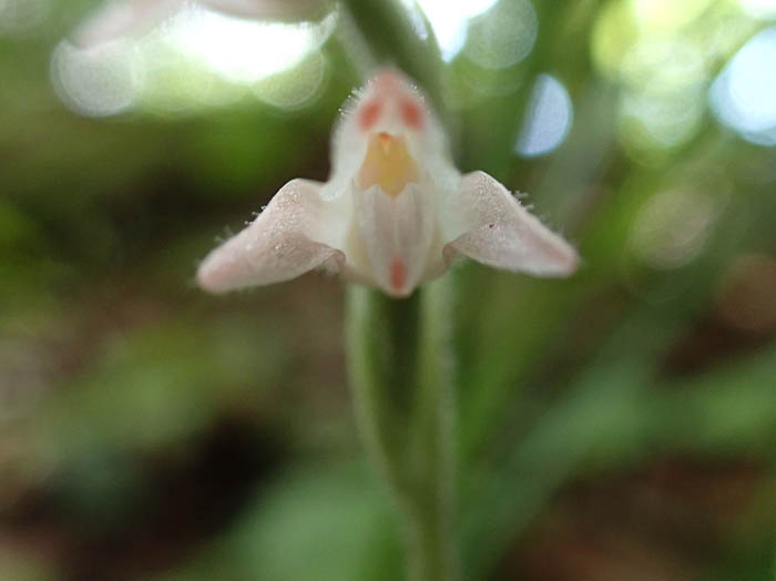 photoミヤマウズラ：地附山