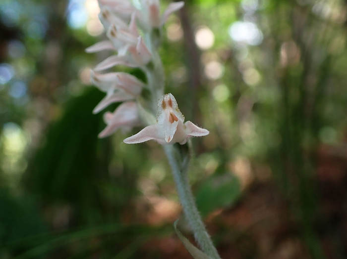 photoミヤマウズラ：地附山