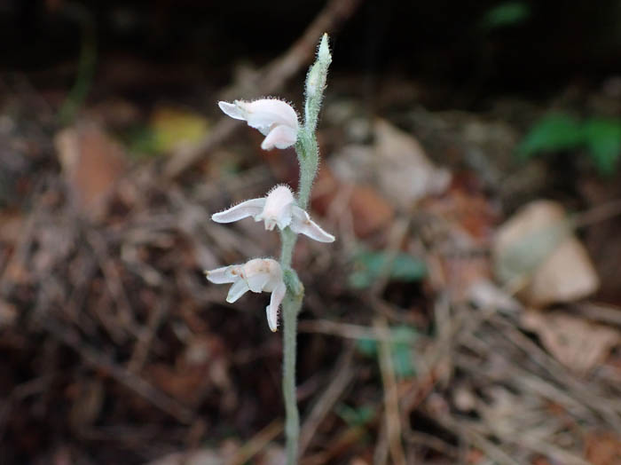 photoミヤマウズラ：地附山