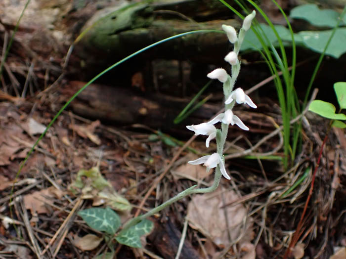 photoミヤマウズラ：地附山