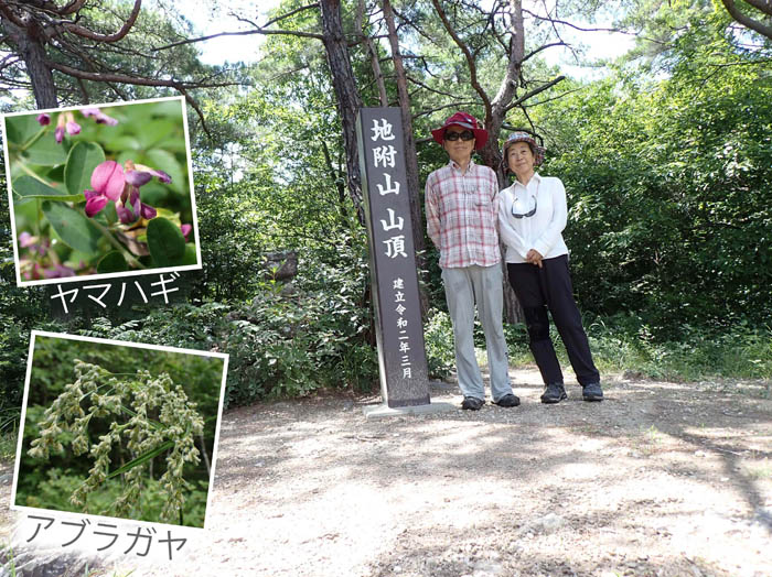 photo11セミの声が響く地附山山頂,ヤマハギ,アブラガヤ