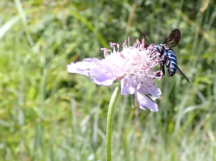 photo12今年も青い蜂に会えた,マツムシソウ：地附山