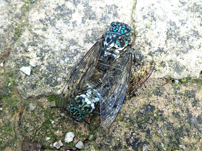 photo13ミンミンゼミ：地附山