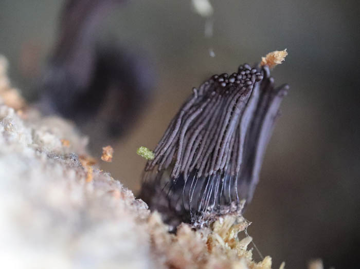 photoクロムラサキホコリ：地附山