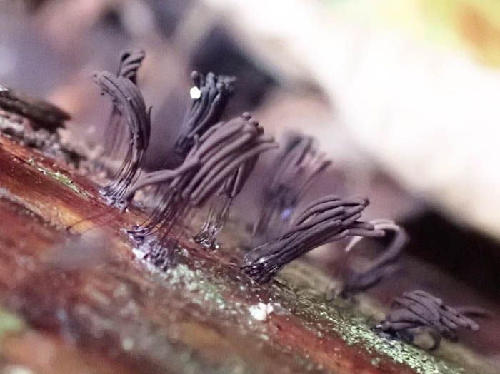 photoツヤエリホコリ：地附山