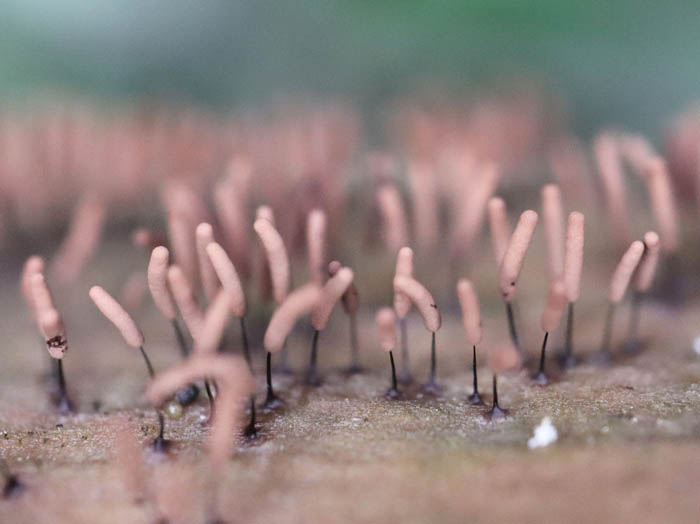 photoツヤエリホコリ：地附山