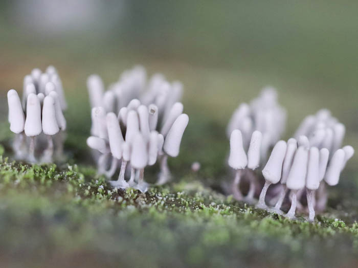photoシロウツボホコリ：地附山