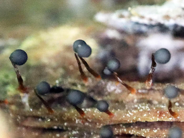 photoクモノスホコリ未熟子実体：地附山