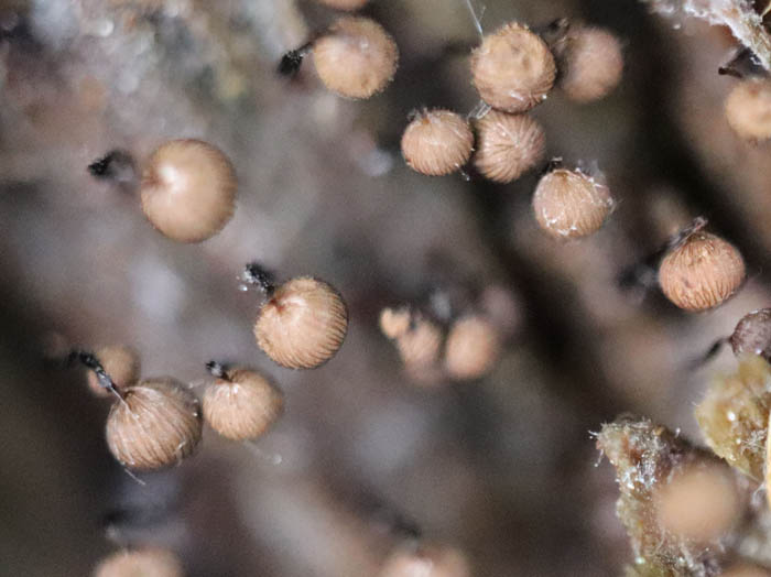 photoクモノスホコリ：地附山