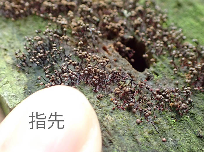 photo指と粘菌：地附山