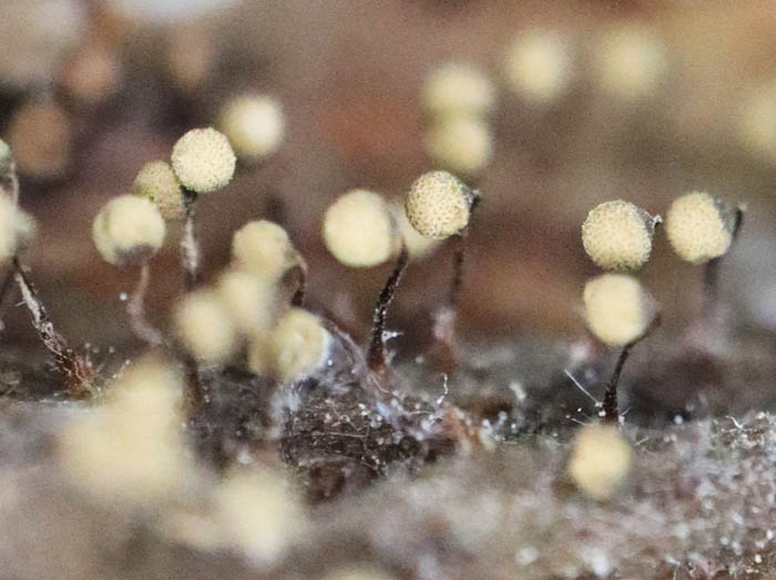 photoフシアミホコリ：地附山