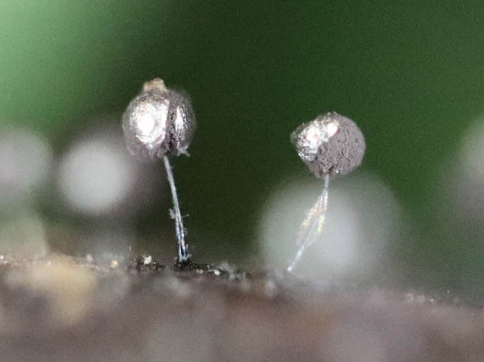 photoツヤエリホコリ：地附山