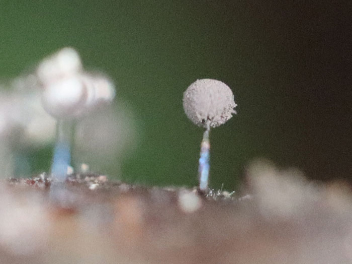 photoツヤエリホコリ：地附山