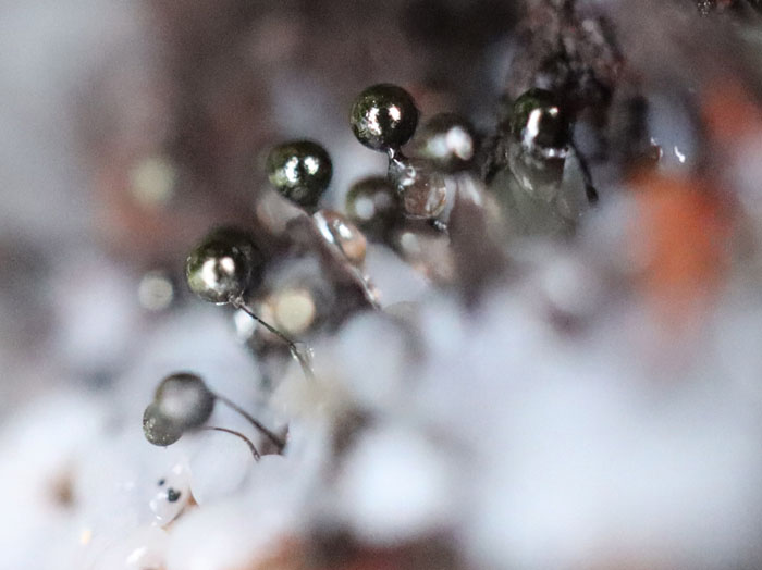 photoツヤエリホコリ：地附山