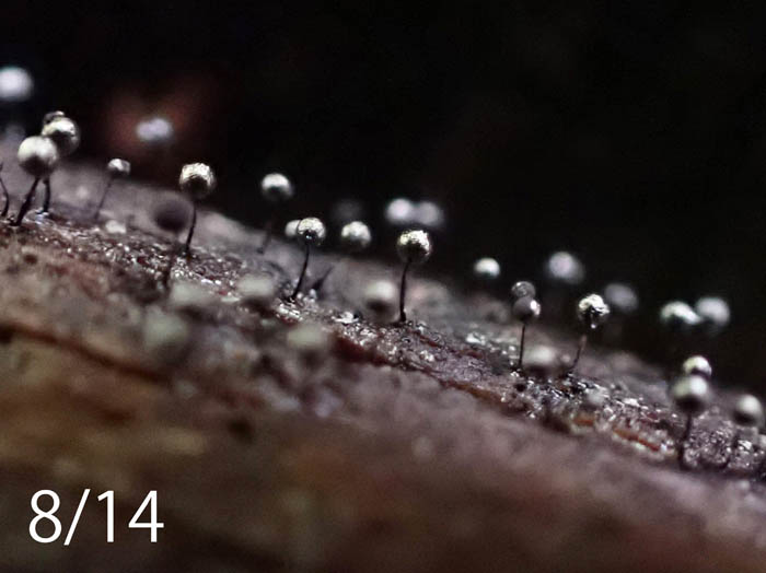 photoツヤエリホコリ：地附山