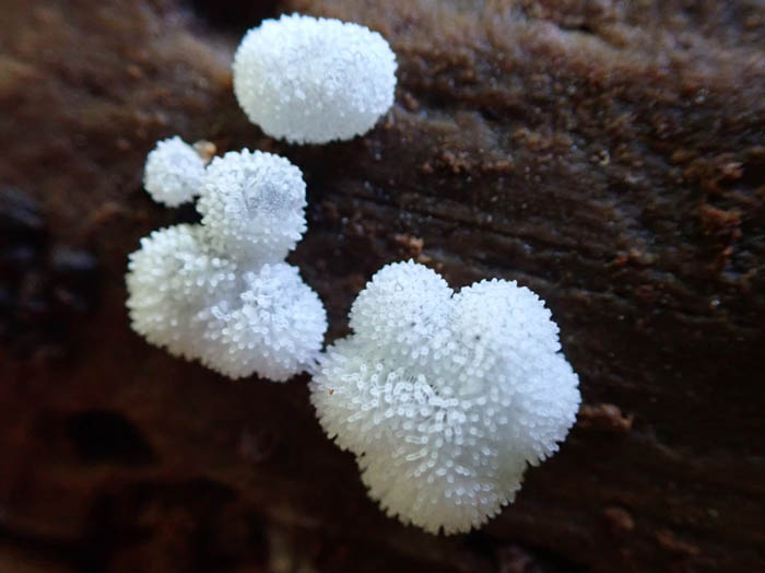 photoツノホコリの仲間：地附山