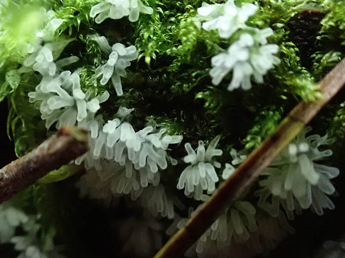 photoツノホコリの仲間：地附山