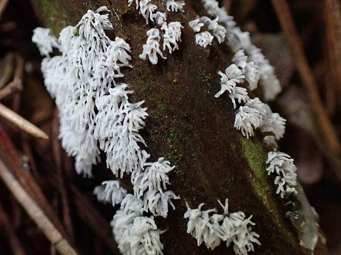 photoツノホコリの仲間：地附山