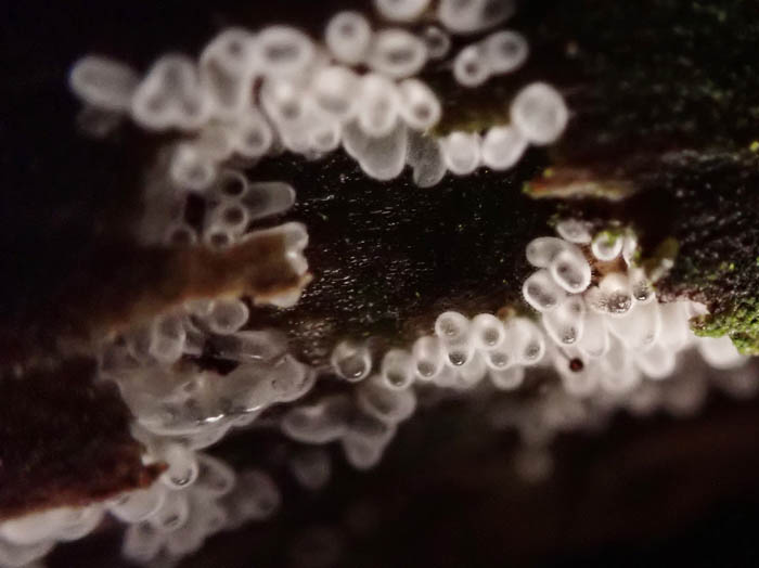 photoツノホコリの仲間：地附山