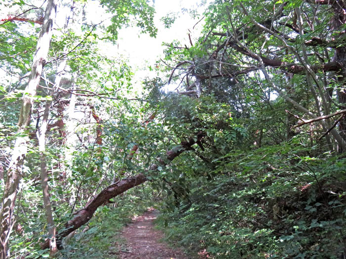 photo3山頂稜線に倒れた木：地附山