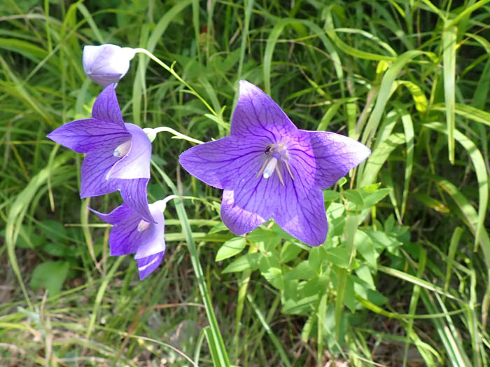 photoキキョウ：地附山