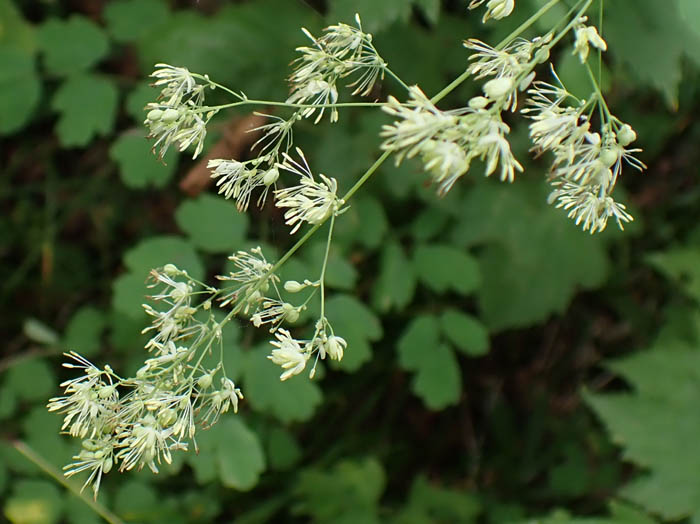 photoアキカラマツ：地附山