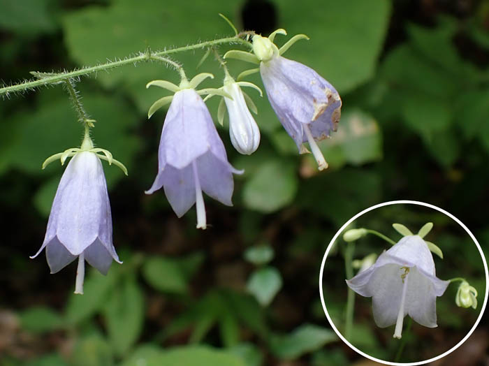 photoフクシマシャジン：地附山