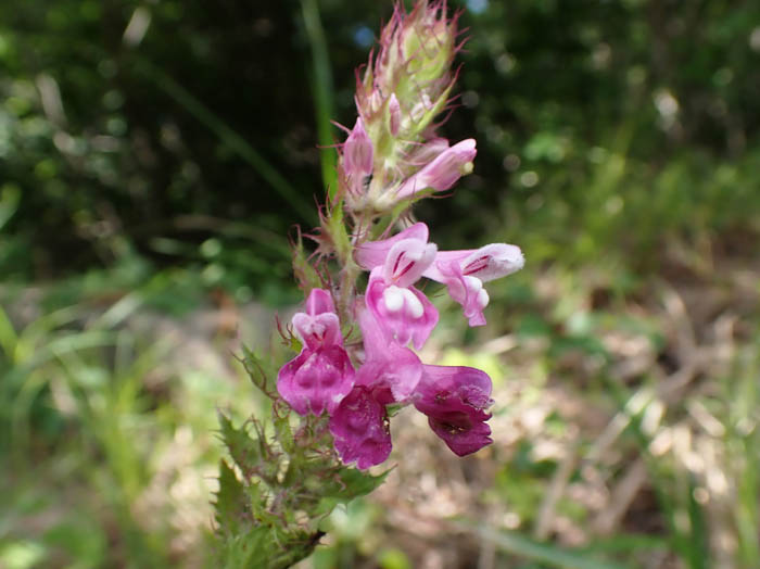 photoママコナ：地附山