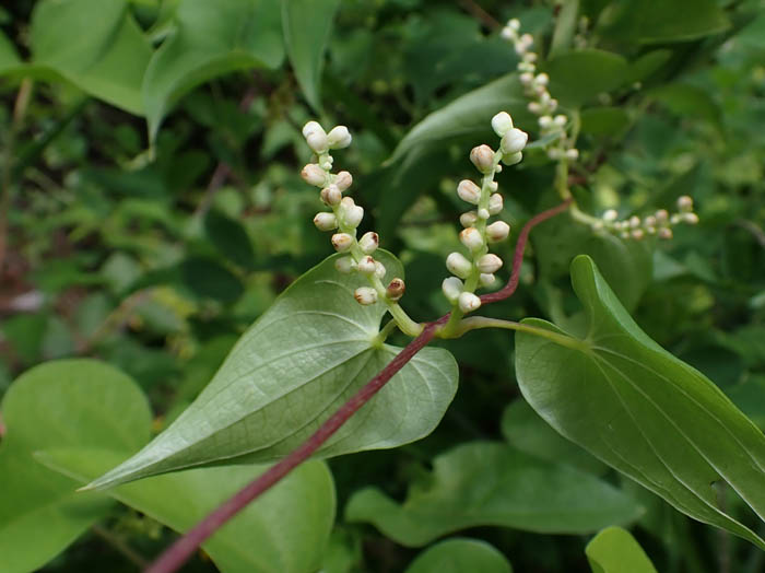 photoヤマノイモ雄花：地附山