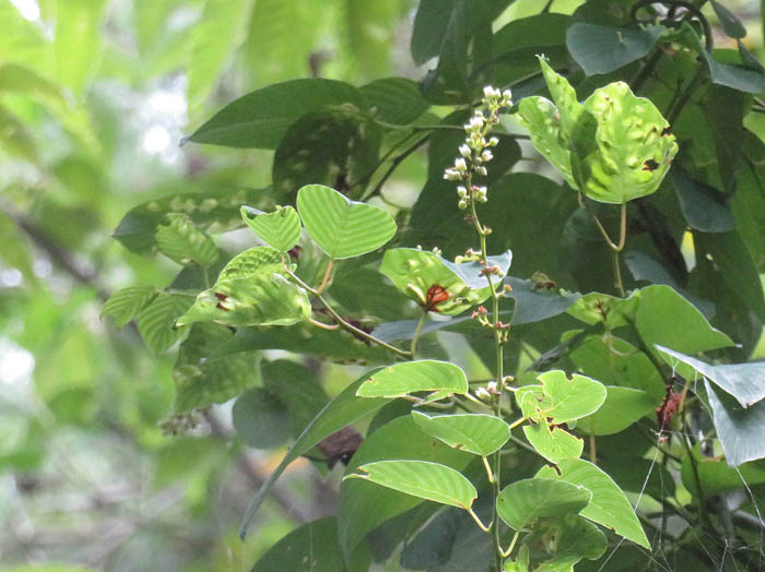 photoクマヤナギ：地附山