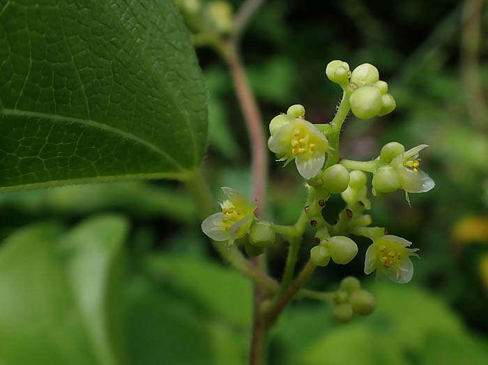photoアオツヅラフジ雄花：地附山