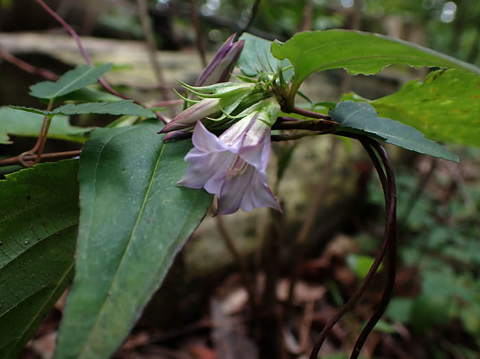photoツルリンドウ：地附山