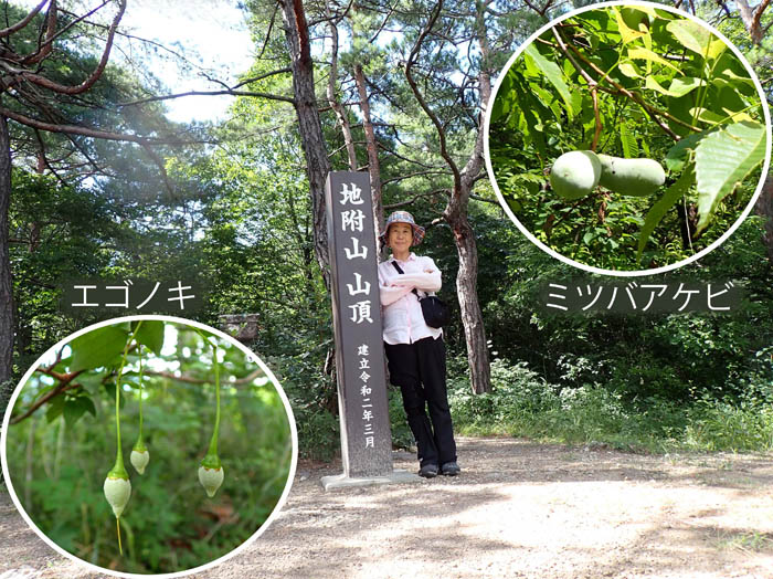 photo6ミツバアケビ,エゴノキ：地附山