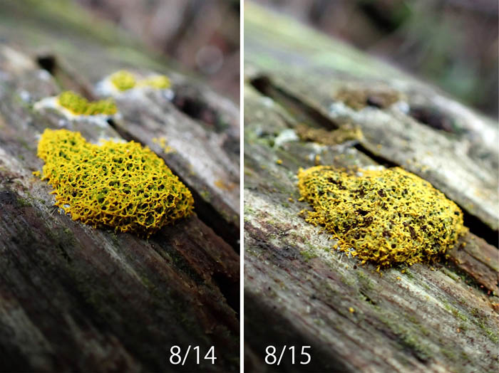 photo7キフシススホコリの変化：地附山