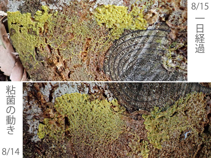 photo8粘菌の移動：地附山