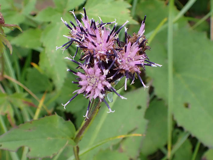 photoクロトウヒレン