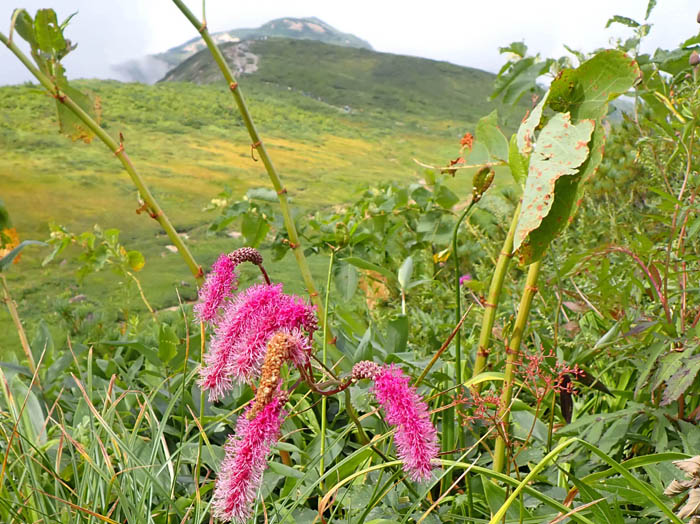 photoカライトソウ