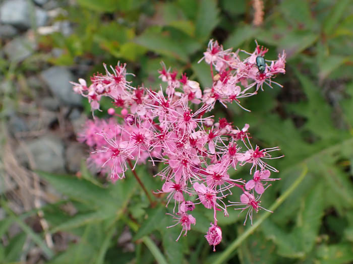 photoシモツケソウ